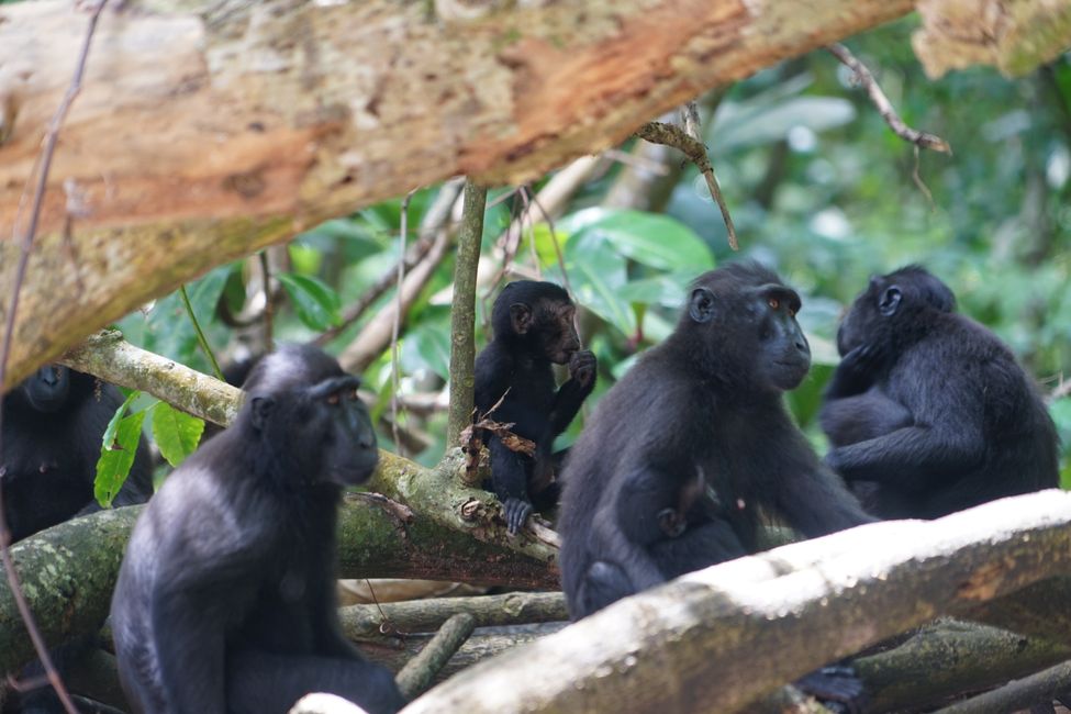 Tangkoko National Park