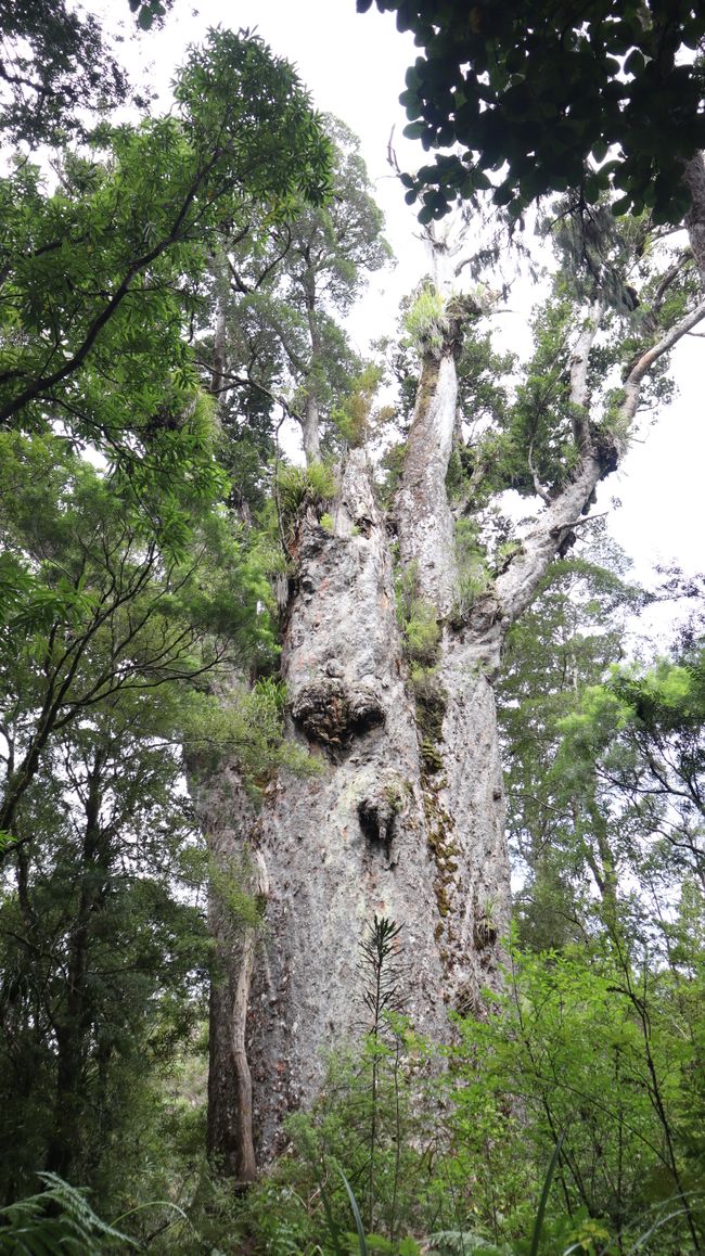 Te Matua Ngahere