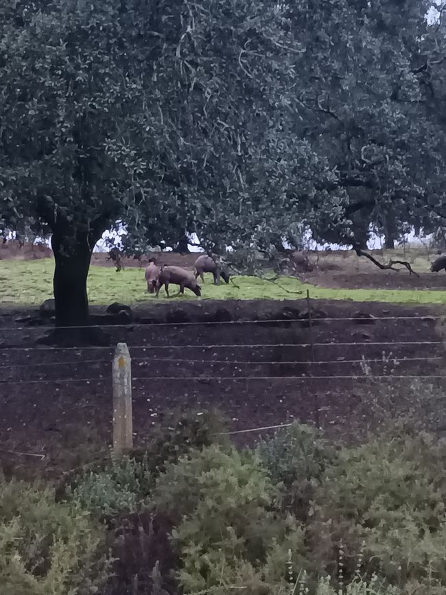 The Iberian pigs, which are black, are considered a specialty