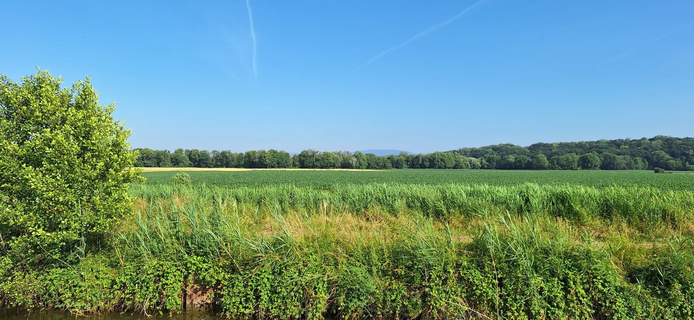 en arrière-plan les Vosges
