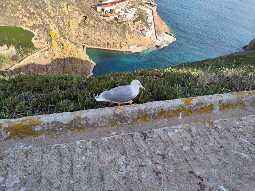 Berlengas
