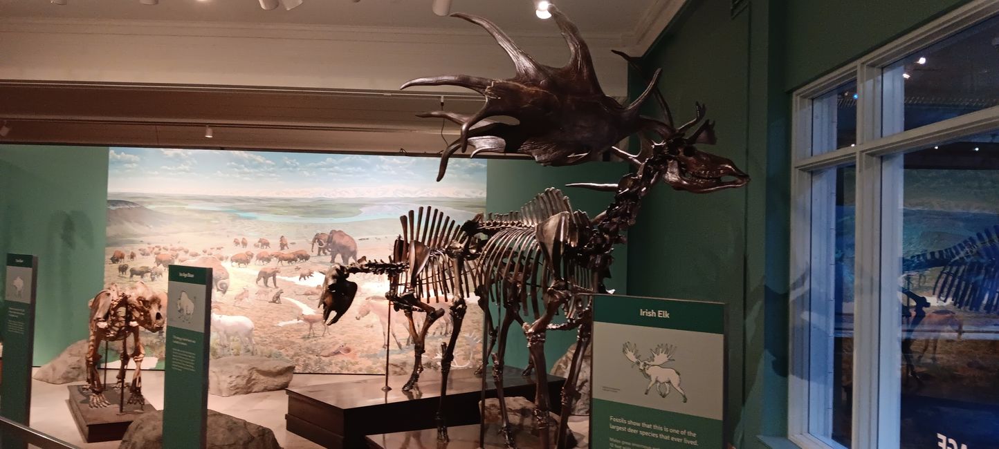 Museum of natural history I