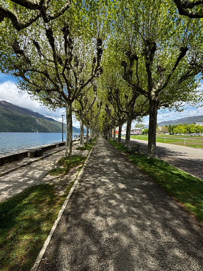 Viale dei platani