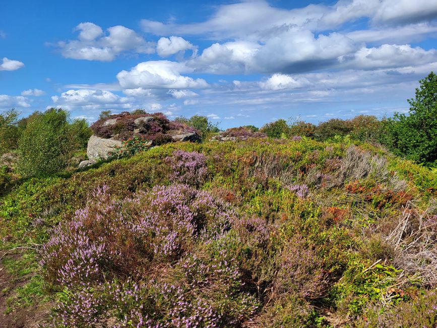 Brimham Rocks