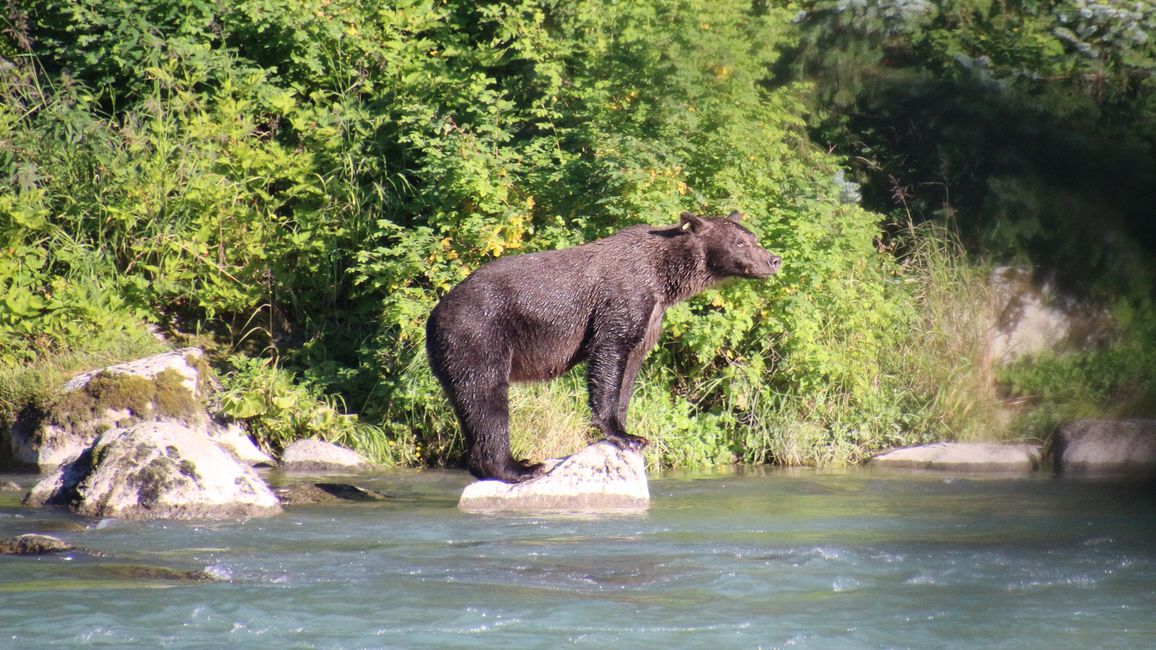 Day 26: Chilkoot River - a big bear show & photoshoot with 'Lulu'