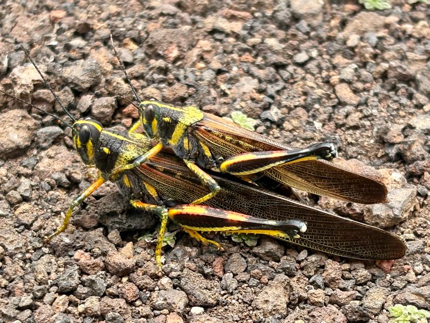 Isabela (Galápagos)