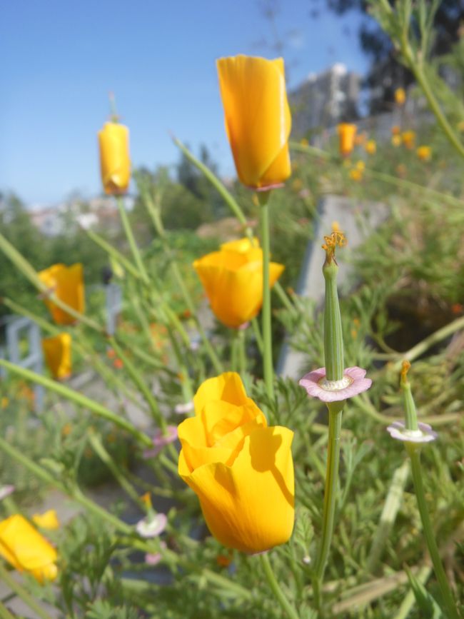 Garten vor Fort Mason 