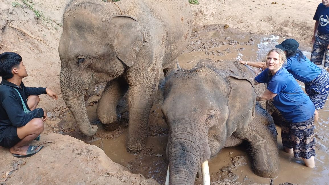 PARTE 4 – ¡ELEFANTES!!! 🐘