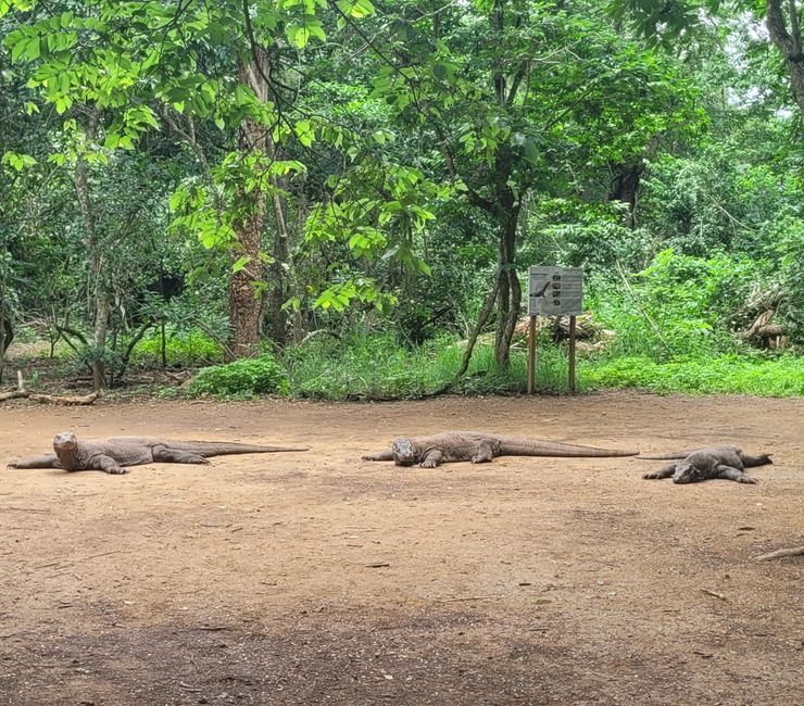 Day 110 of 175: Cruise around the world - Komodo/Indonesia