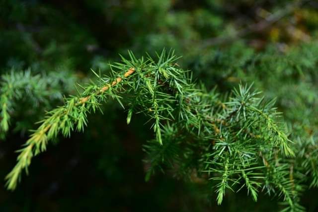 * * * Juniper Grove and Rock Face: a hike in the wild beauty of the Lochen Pass * * *