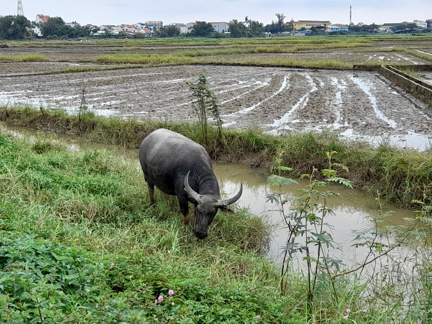 Water buffalo 🐃