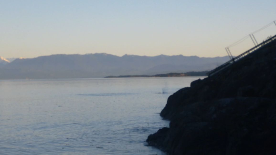 2025-05-21 Vancouver Island Wwoof