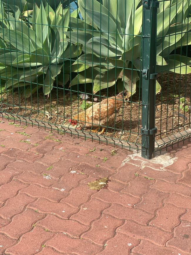 Das einzige Huhn, das wir auf Madeira sahen
