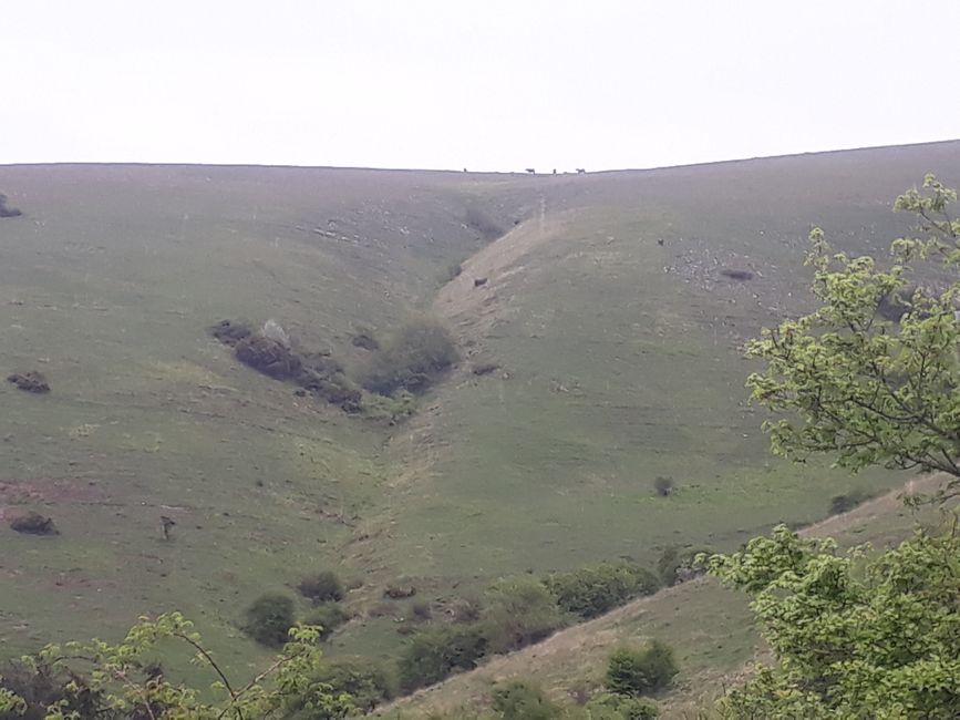 On this ridge, around 30 free-roaming horses graze