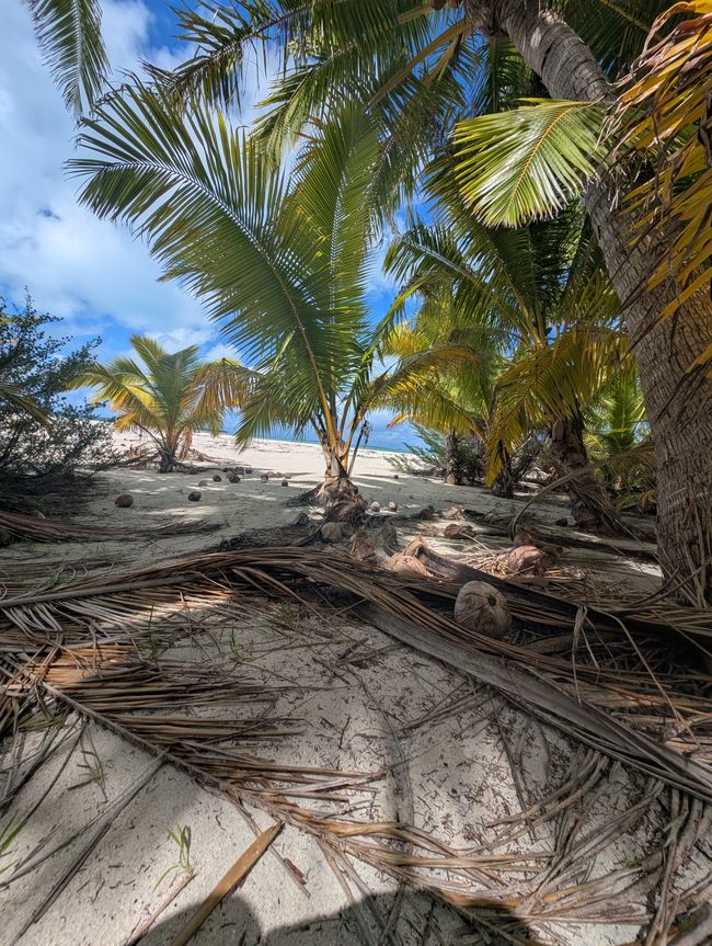 52.Tag 26.2.25 Aitutaki Cookinsel