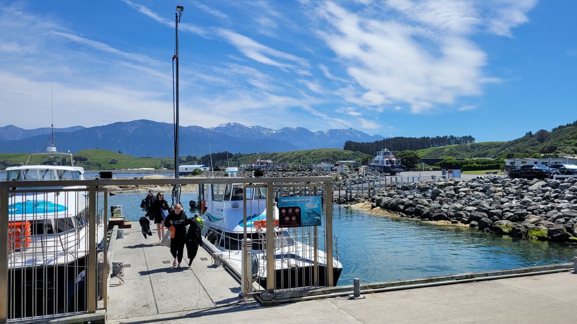 Delfin-Balett vor der South Bay in Kaikoura