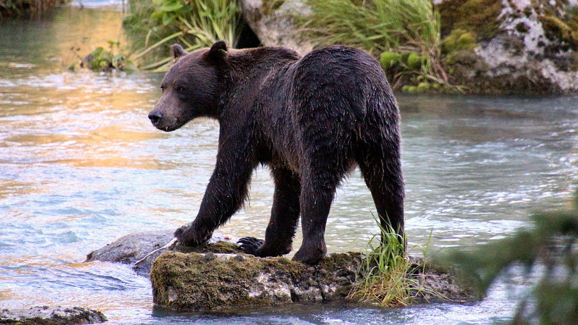 Day 26: Chilkoot River - a big bear show & photoshoot with 'Lulu'