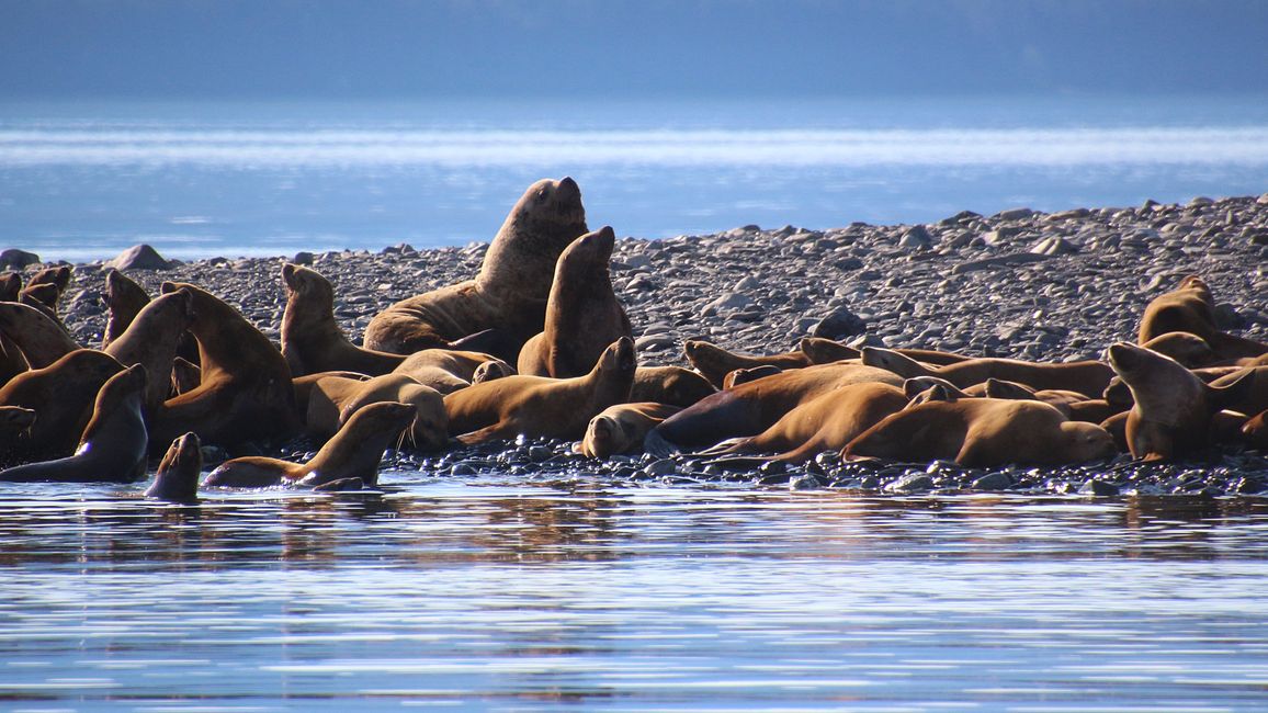 Tag 24: Trip nach Juneau: Wale, Gletscherausbruch & 16.000 Touristen