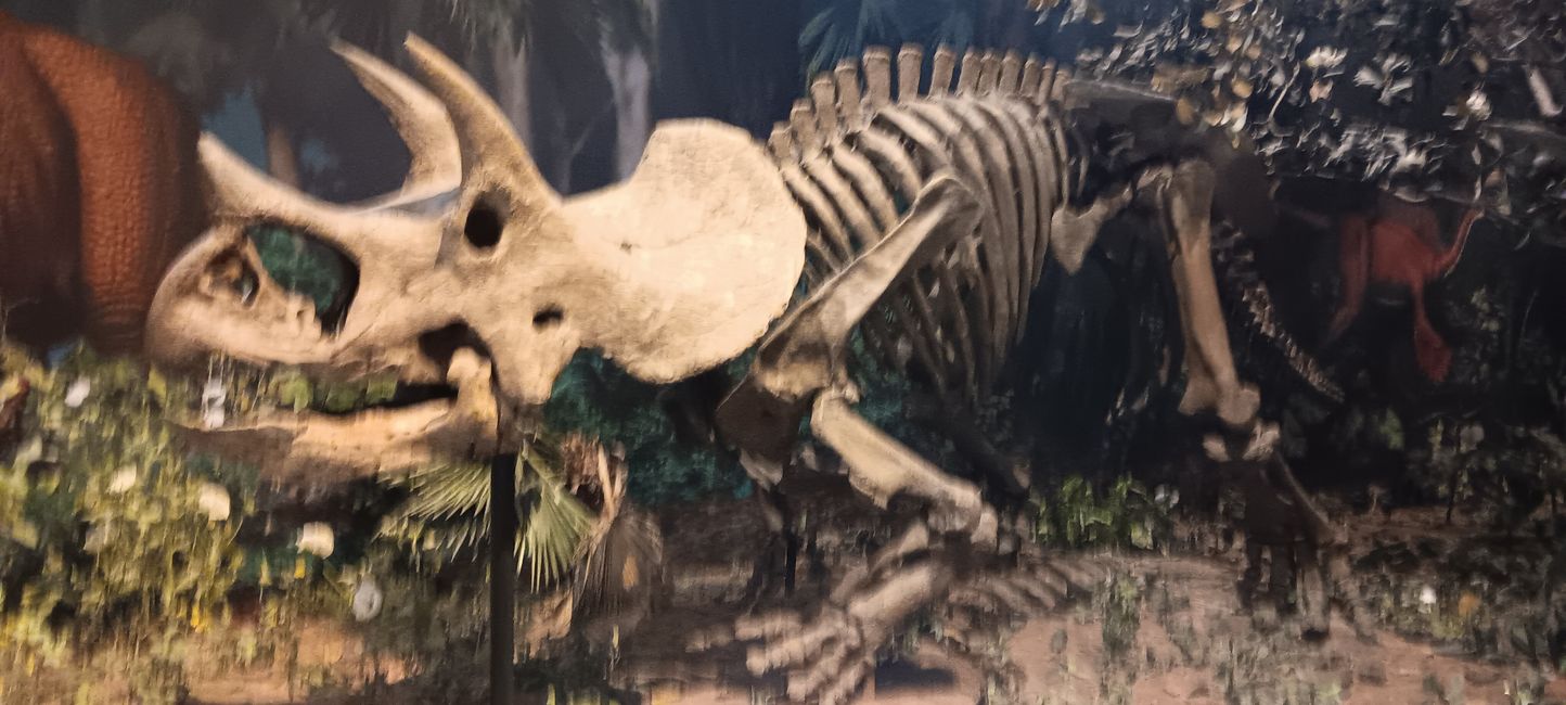 Museum of Natural History I