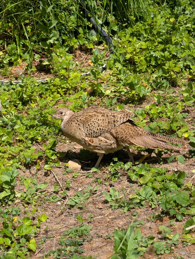 Ludwigsburg ● Blühender Barock Garten