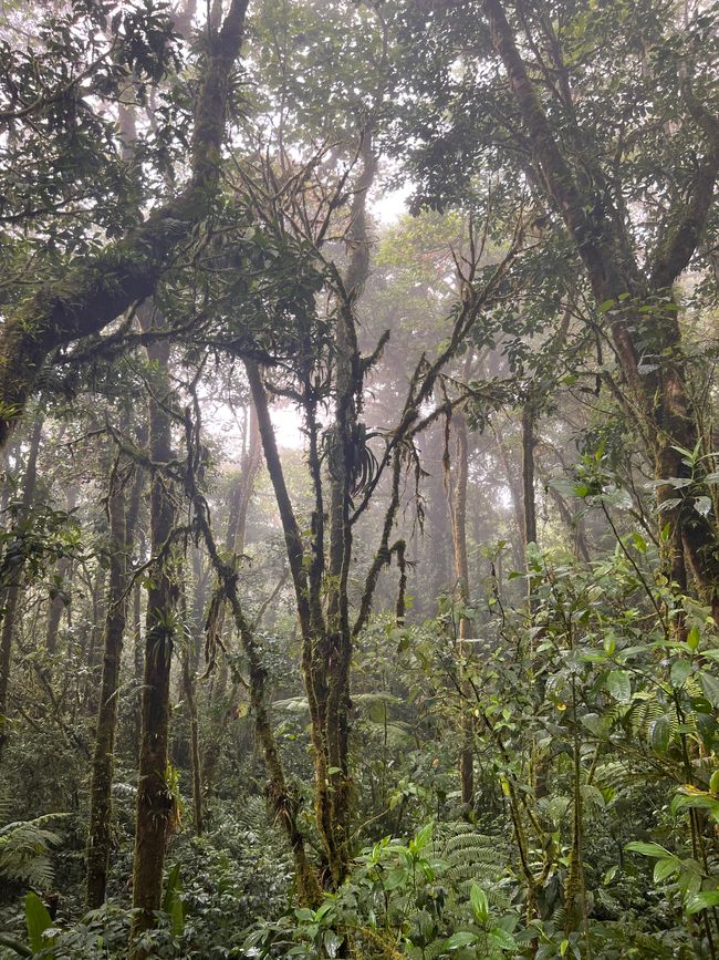 Pura Vida Costa Rica