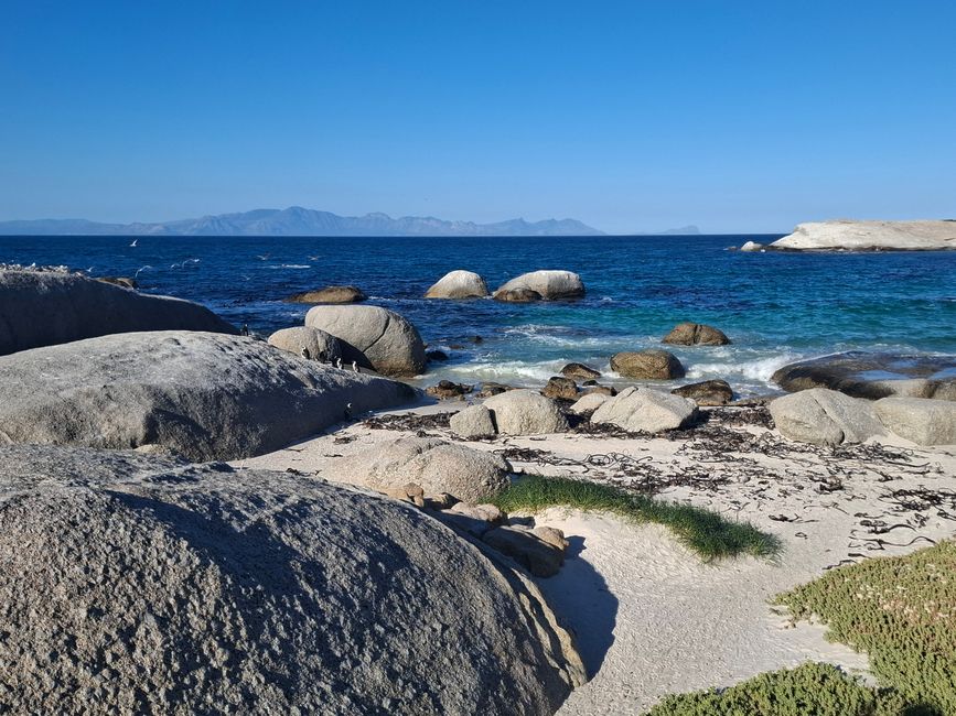 Cabo de Buena Esperanza + Playa de Boulders