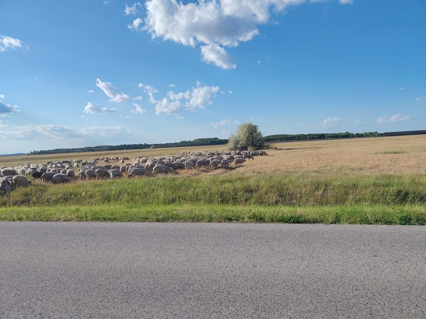 Halbe Schafherde