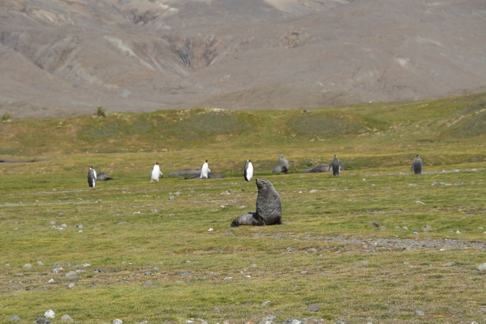 Königspinguine und Seebär / King penguins and Fur seal