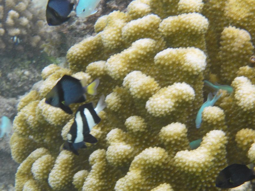 2025-04-23 Tahiti und Huahine