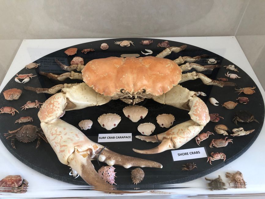 Tasmanien Giant Crab