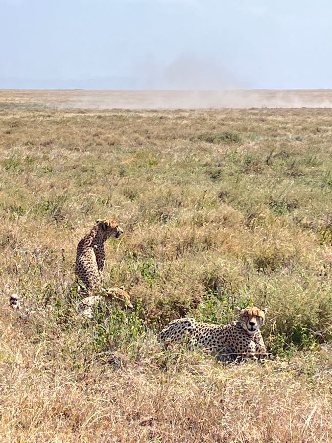 En la Serengeti - Día 1