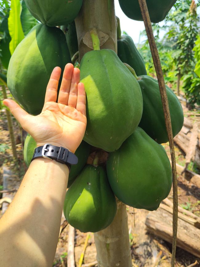 Leuchtende Käfer, grüne Orangen und andere Besonderheiten: Meine letzten Tage in der peruanischen Selva