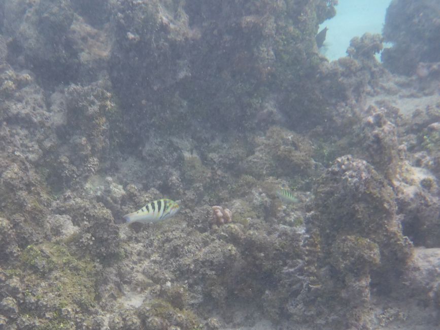 2025-04-23 Tahiti und Huahine