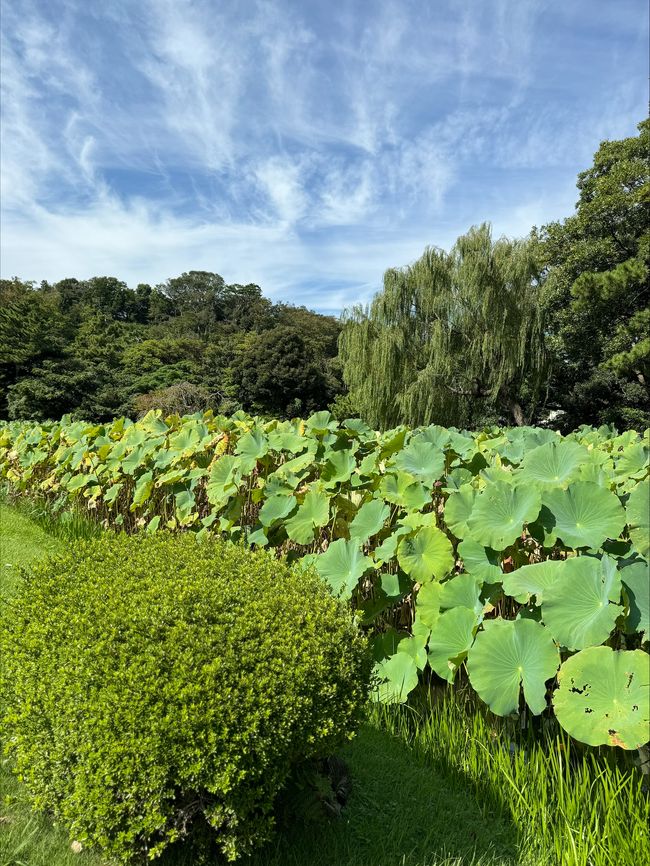 Sankeien Garden