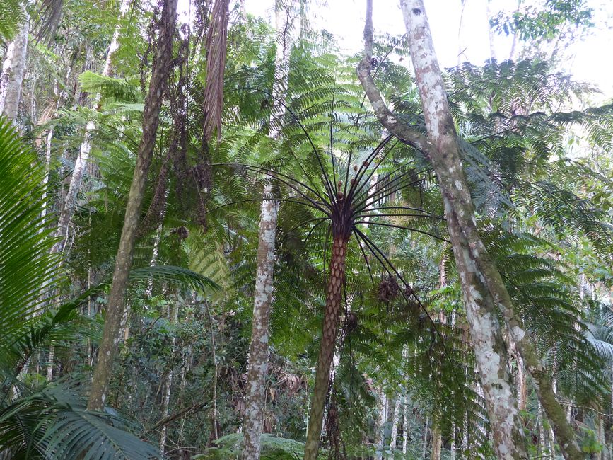Brasilien, Atlantischer Regenwald