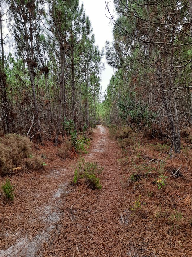 6. Etapa: Costa, Prados y Bosques