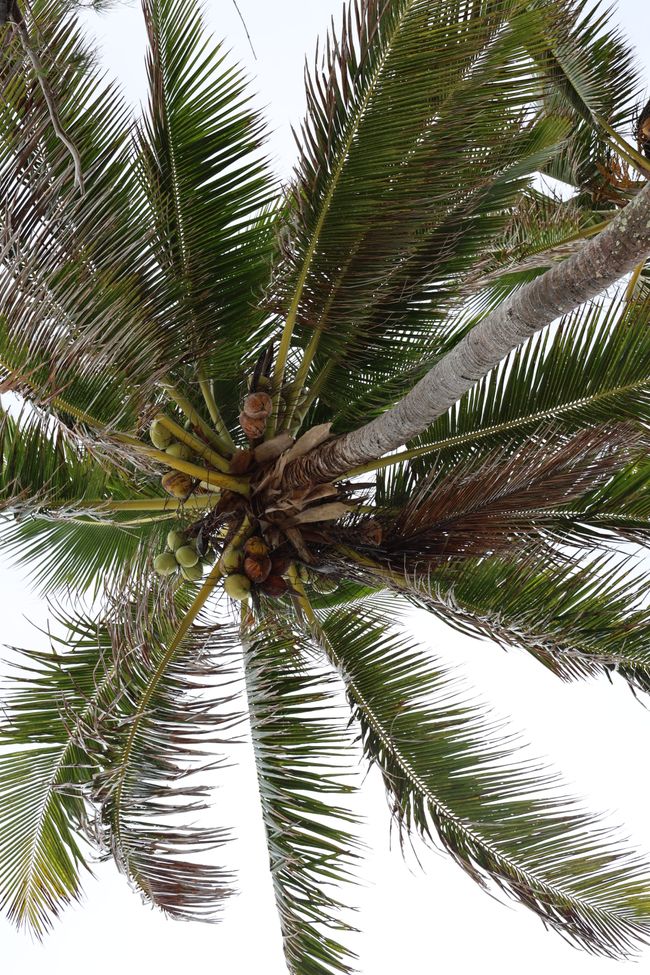 Addio a Rarotonga