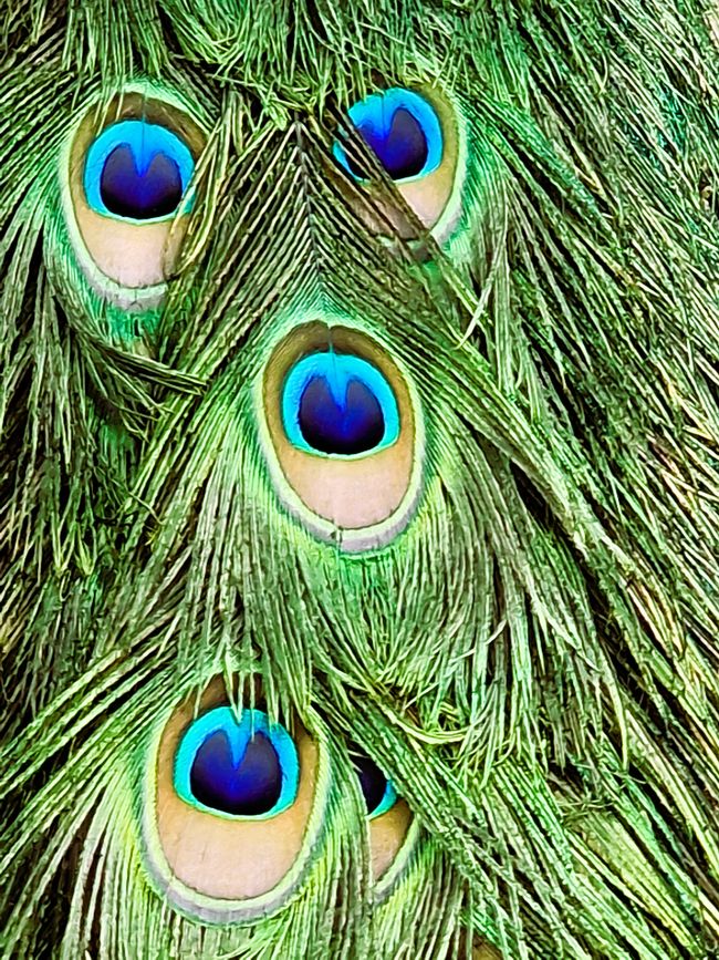 Bird Park