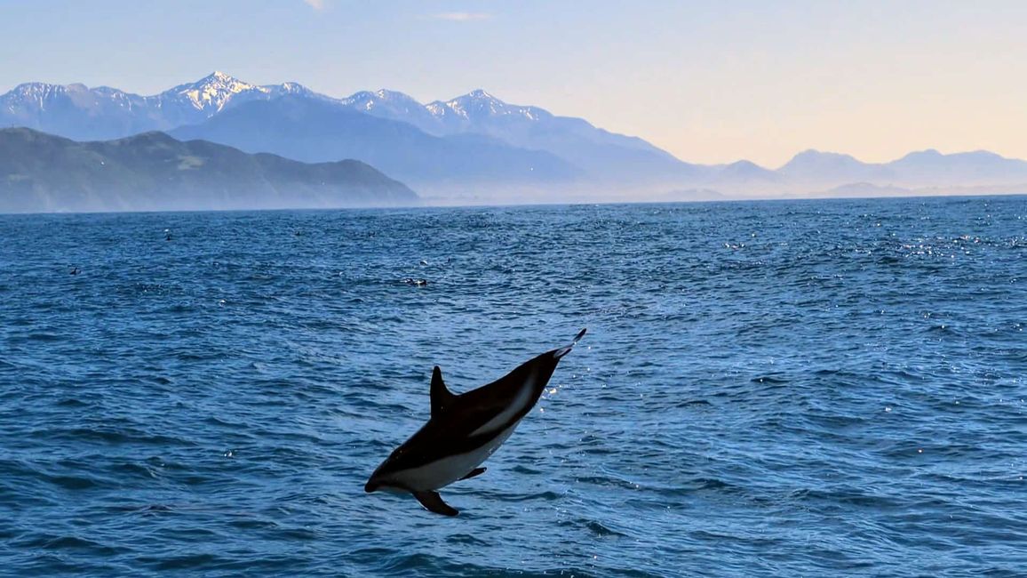 Delfin-Balett vor der South Bay in Kaikoura