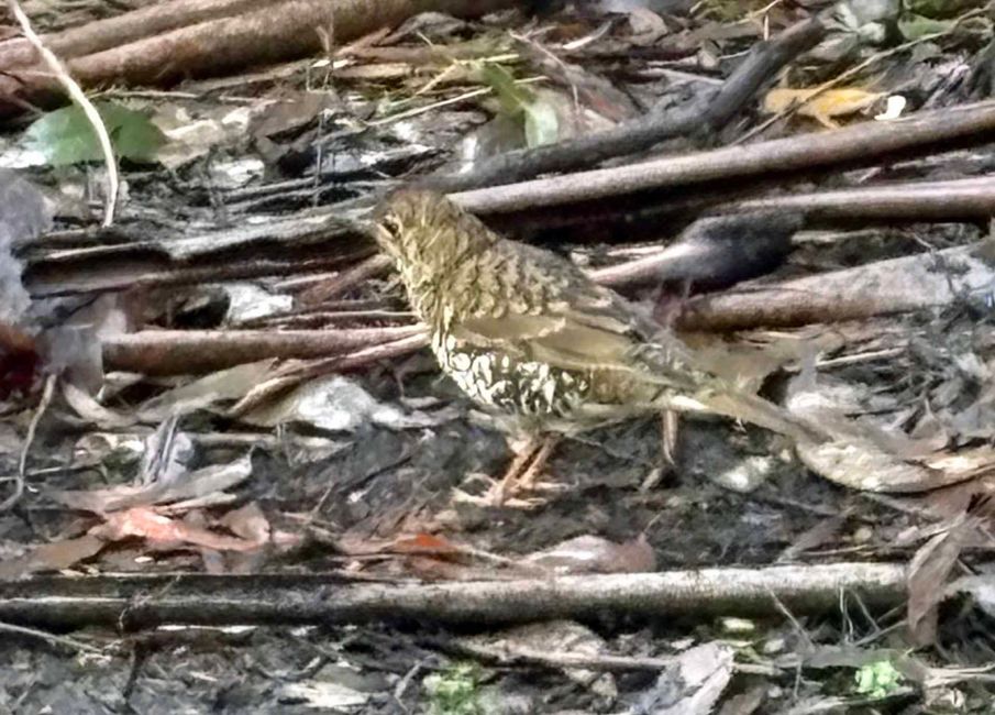 Halls Gap - Grampians-Nationalpark