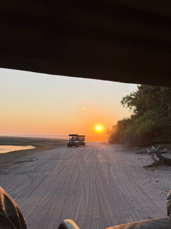 Zwischen Gänsehaut und Gegenverkehr 🦁🚙