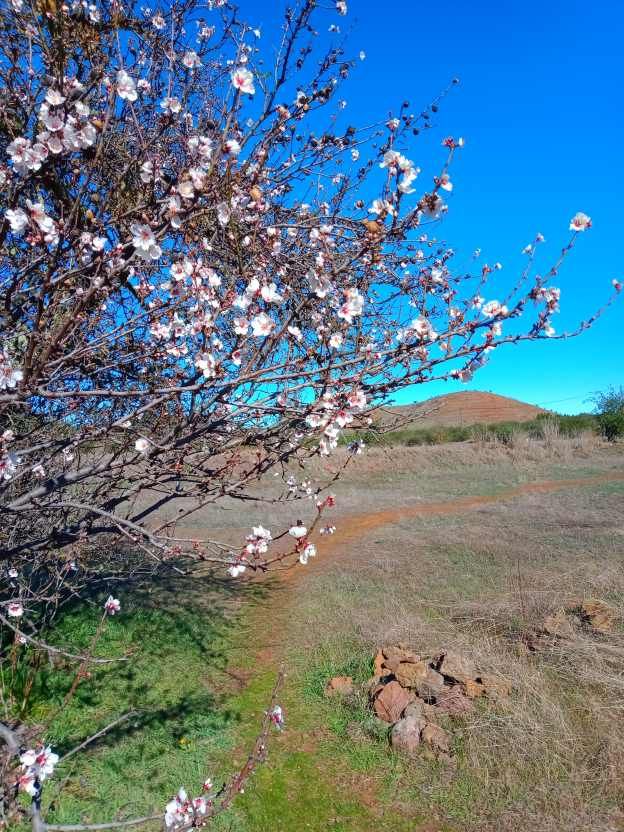 Oh Mandelblüten, wie schön