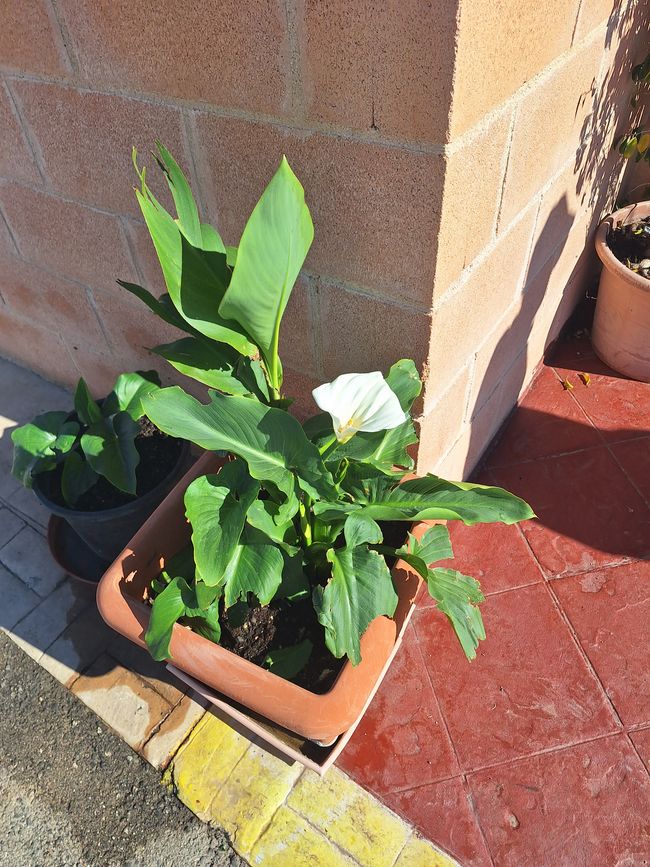 Nuovi fiori sbocciano sempre