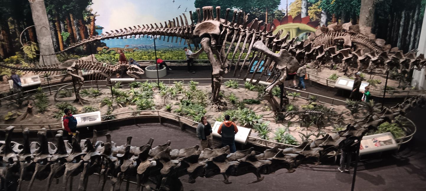 Museum of natural history I