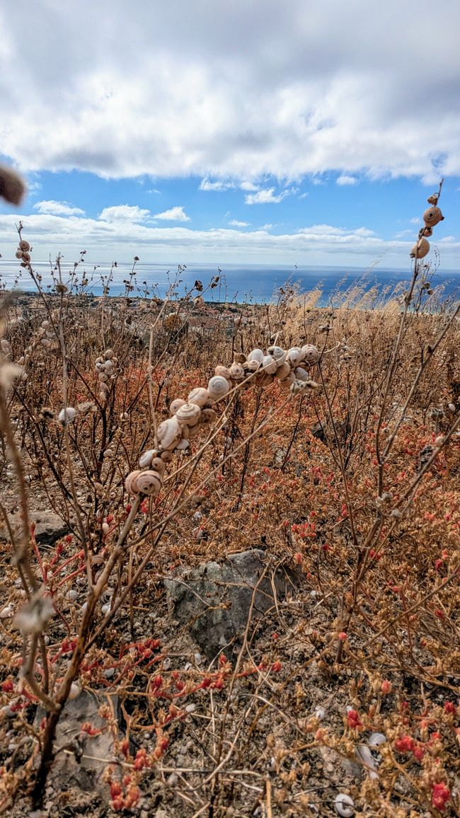 Tag 3: Porto Santo - Geheime Höhlen & bizzare Felsen am Meer