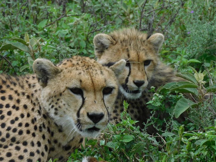 Viaggio da sogno in Tanzania