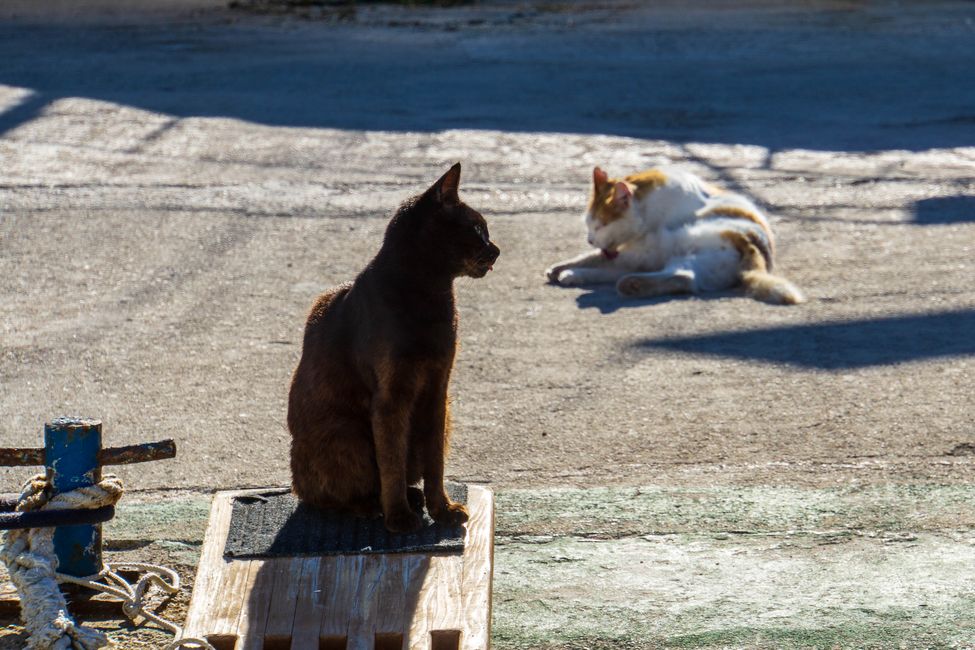 Cats of Croatia