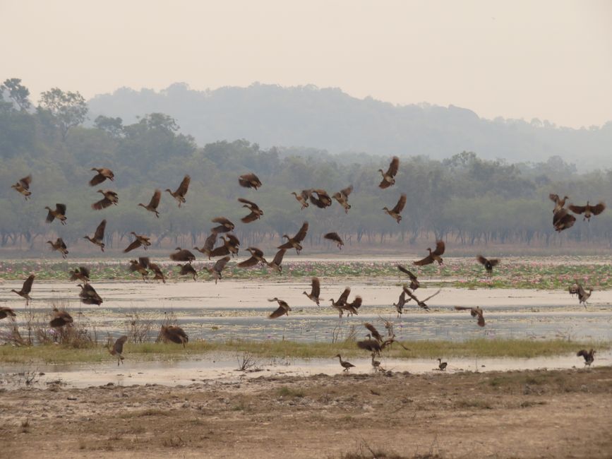 Bird Billabong im Mary River Nationalpark