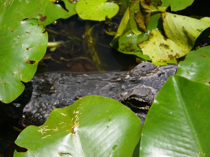 Everglades National Park