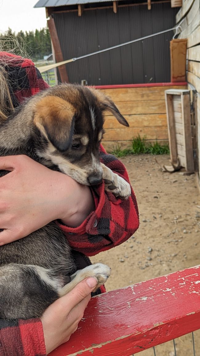 Day 21: Around Whitehorse: Husky Puppies, Emerald Lake & the smallest desert in the world